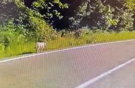 Abbandona il cane in strada e scappa
