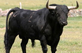 Muore colpito dal toro: choc a Castiglione