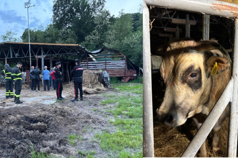 Ucciso dal toro, la vittima è l'83enne Dino Scattolin