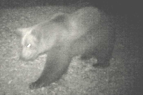 «C’è un orso in Val Grande»: è tornato M29