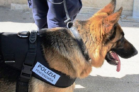 Controlli in piazza con cani antidroga