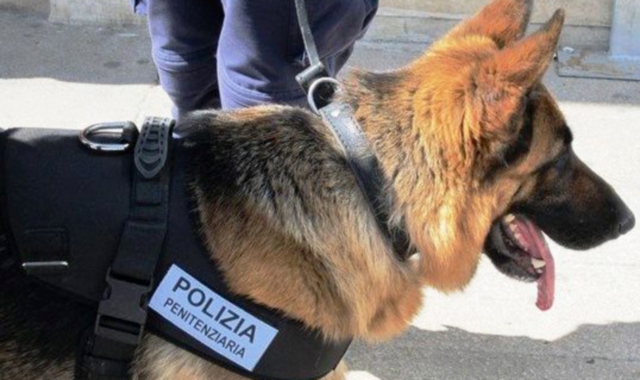 Controlli in piazza con cani antidroga