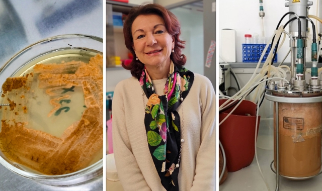Nuovo antibiotico contro i superbatteri scoperto all’Insubria