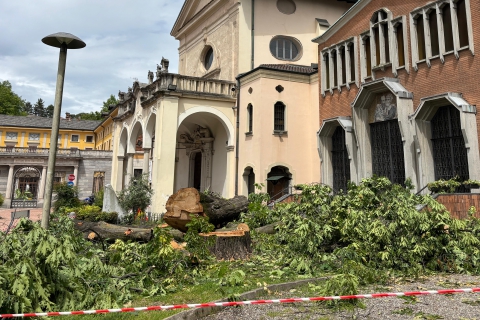 Abbattuta la quercia centenaria, sparisce un pezzo di storia