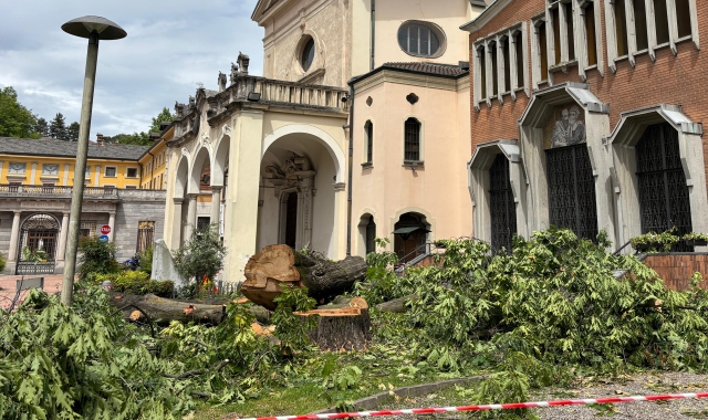La quercia americana centenaria abbattuta a Biumo Inferiore, accanto alla chiesa, perché considerata pericolosa in una zona molto frequentata (foto Blitz)