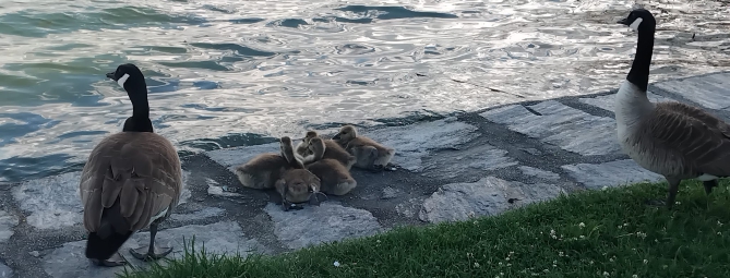 Le oche canadesi sul lungolago di Angera