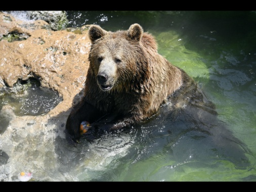 La carne di orso sarà in vendita al pubblico in Slovacchia