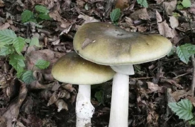 A funghi con il fratello, entrambi in ospedale