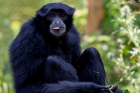 Bali e Bianca, due sorelle al Safari Park