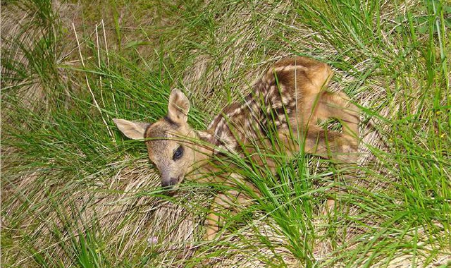 Un cucciolo di capriolo