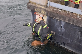 Vizzola, capriolo salvato dai vigili del fuoco