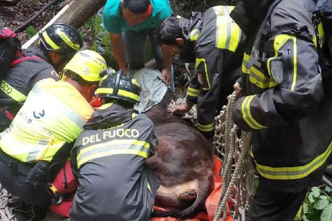 Due bovini finiscono nel fiume, solo uno si salva