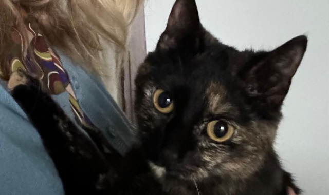 Gattina smarrita, appello da Tradate