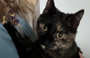 Gattina smarrita, appello da Tradate