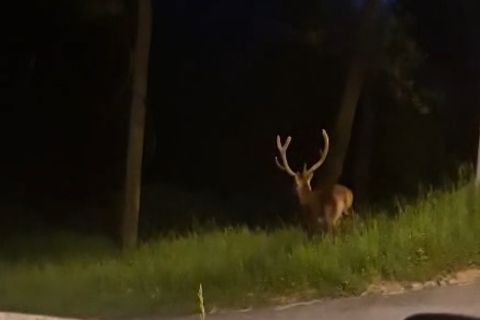 Varese, la passeggiata del cervo