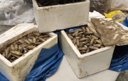 Malpensa: sequestrati pesci illegali