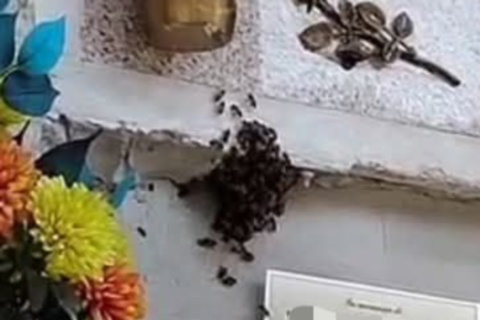 Alveare su un loculo del cimitero di Stresa