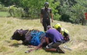 Mucca si rompe una zampa: salvata con l'elicottero