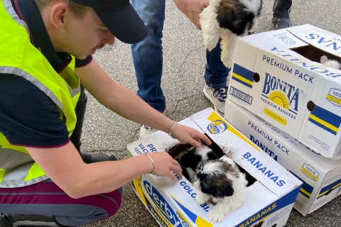 Cuccioli chiusi in scatoloni su un furgone: li salva la polizia