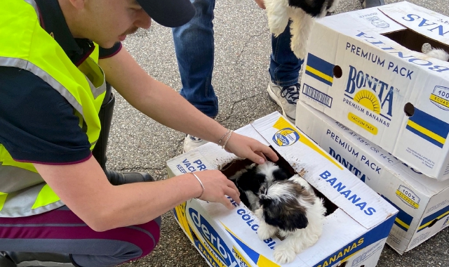 Cuccioli chiusi in scatoloni su un furgone: li salva la polizia
