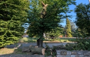Albero crolla a terra: «I carpini sono infestati dai funghi»