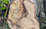 Albero crolla a terra: «I carpini sono infestati dai funghi»