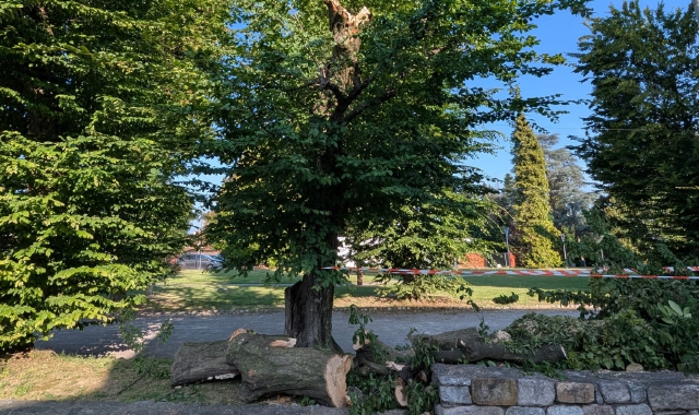 Il tronco tagliato dopo la caduta