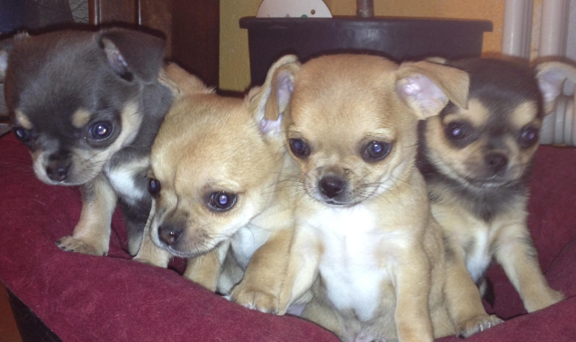 I cani detenuti erano perlopiù chihuahua (foto Archivio)