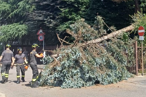 Albero sulla strada, paura a Legnano