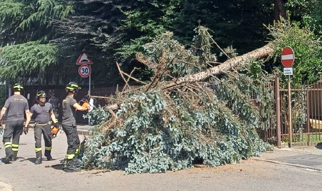 Albero sulla strada, paura a Legnano