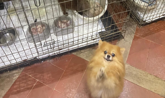 I cani detenuti erano perlopiù chihuahua (foto Archivio)