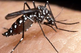 Chikungunya a Gallarate, scatta “l’operazione anti-zanzare”