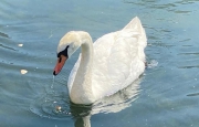 Cigno travolto e ucciso da una moto d'acqua
