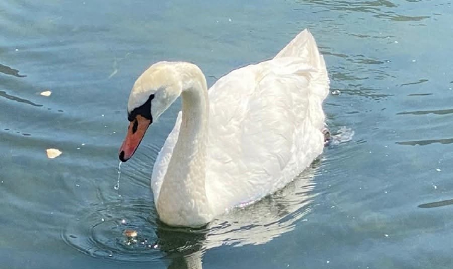 Cigno travolto e ucciso da una moto d'acqua