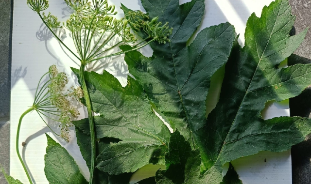 La pianta, Panace comune, non pericolosa, trovata a Bregazzana