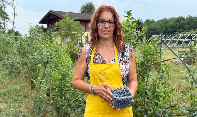 L’imprenditrice Elena Zibetti, associata alla Coldiretti varesina, da dieci anni coltiva mirtilli