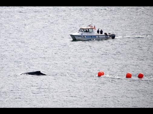 Balena nel porto di Sydney, disagi per traghetti e imbarcazioni