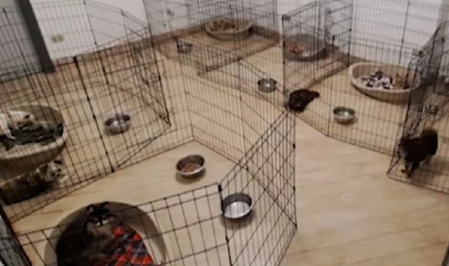 «Ridatemi i 107 cani che vivevano con me»