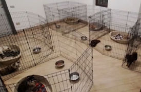 «Ridatemi i 107 cani che vivevano con me»