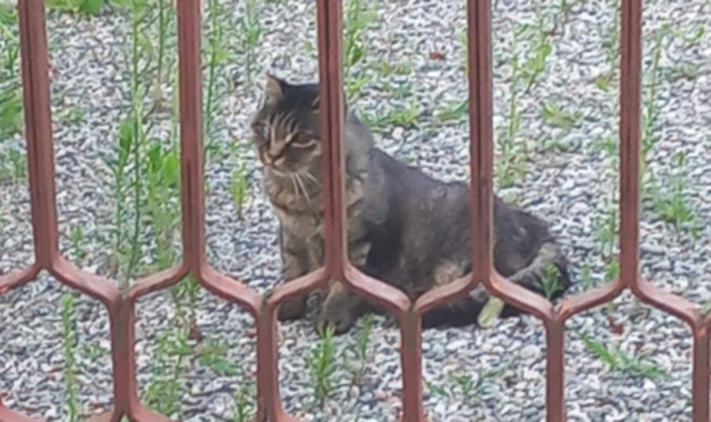 Il gatto fermo dietro il cancello in attesa che qualcuno lo nutra: dopo una lunga trafila burocratica da giovedì sarà adottato