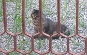 Muore la padrona, la burocrazia “abbandona” il gatto