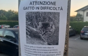 Muore la padrona, la burocrazia “abbandona” il gatto