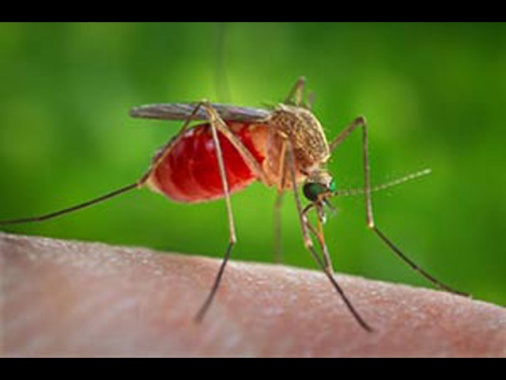 Nel Lazio un decesso per virus West Nile