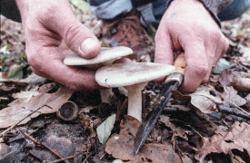 Funghi a Varese: “confiscato” uno su tre