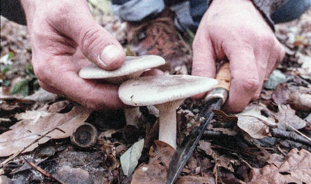 Funghi a Varese: “confiscato” uno su tre