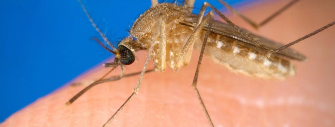 West Nile, donazione di sangue: restrizioni nel Varesotto