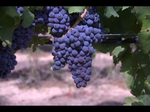 Scatta vendemmia in anticipo per caldo, attesi 45 mln ettolitri