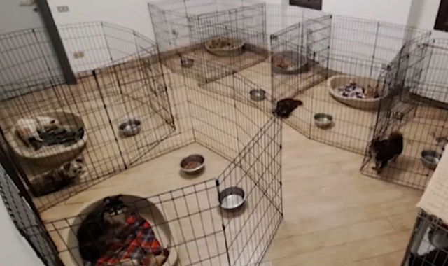 I cani nella villa di Buguggiate