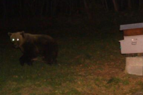 «C’è un orso vicino alla nostra tenda»