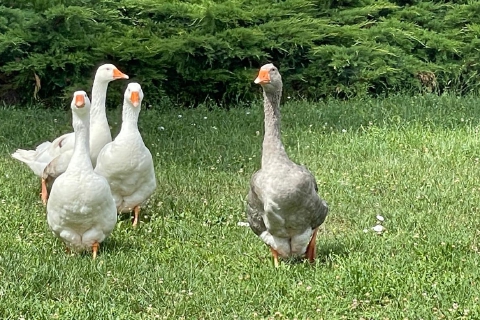 Le oche mascotte di Parabiago